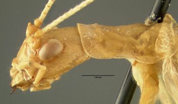 Media type: image;   Entomology 621950 Aspect: thorax lateral